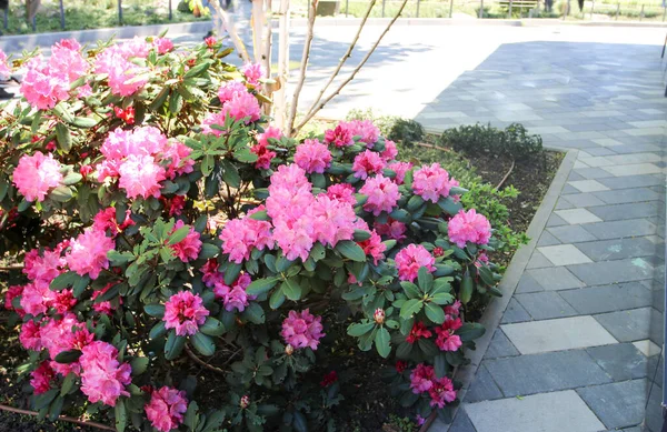 Rhododendron Strauch Blüht Mit Rosa Blüten — Stockfoto