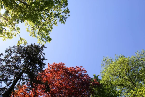 Zauważono Wielobarwne Szczyty Wiosennych Drzew Tle Błękitnego Nieba — Zdjęcie stockowe