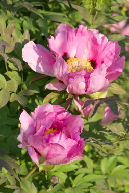 Soluk pembe ağaçlı şakayık çiçeği