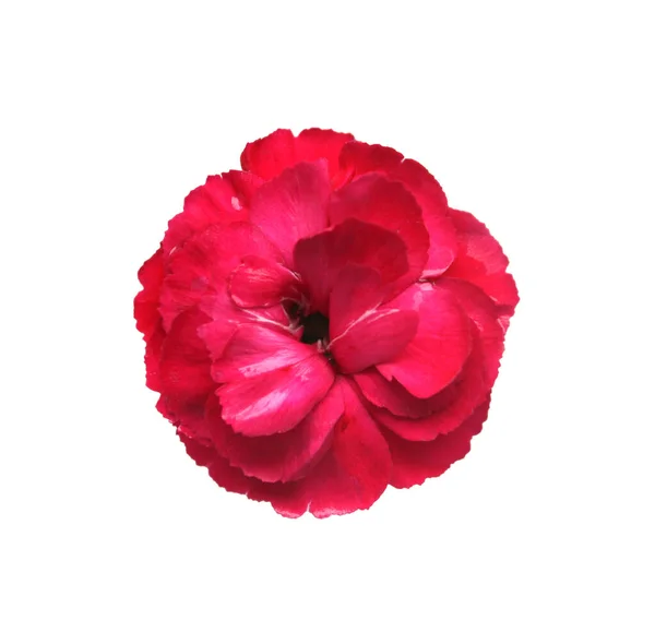 Beyaz Arkaplanda Kırmızı Karanfil Çiçeği Izole — Stok fotoğraf
