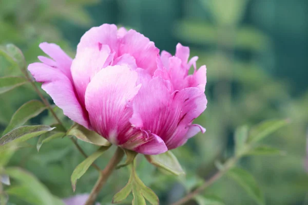 Бледно Розовый Цветок Пиона — стоковое фото