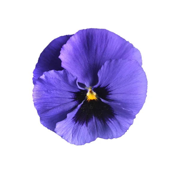 Viola Tricolor Blomma Isolerad Vit Bakgrund — Stockfoto