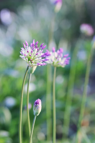 Purple Onion Flowers Blooming Garden Spring Allium Giganteum — Stock Photo, Image