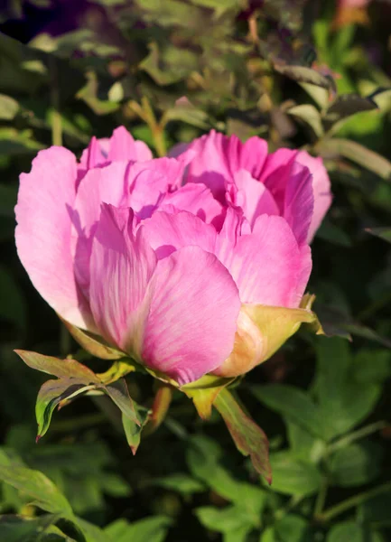 Блідо Рожева Квітка Півонії Дерева — стокове фото