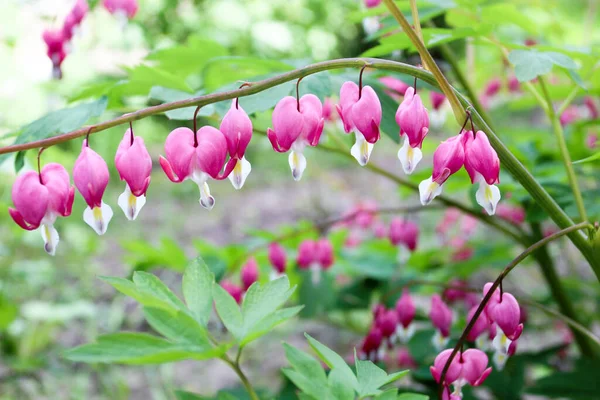 Ανθισμένα Ροζ Καρδιά Dicentres Στον Καλοκαιρινό Κήπο — Φωτογραφία Αρχείου