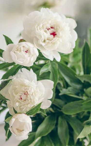 Beautiful Bunch Fresh White Peonies Close — Stock Photo, Image