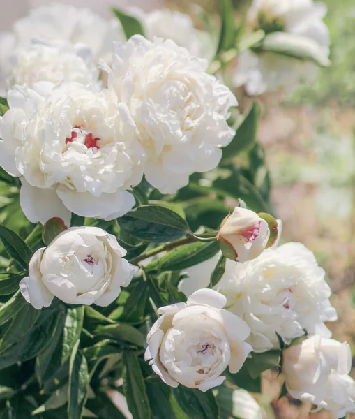 近くに新鮮な白い牡丹の美しい束 — ストック写真