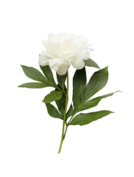 美丽的白色牡丹花 粉红的背景花 白色背景 — 图库照片