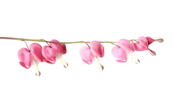 Blommande Rosa Hjärta Dicenters Sommarträdgården — Stockfoto