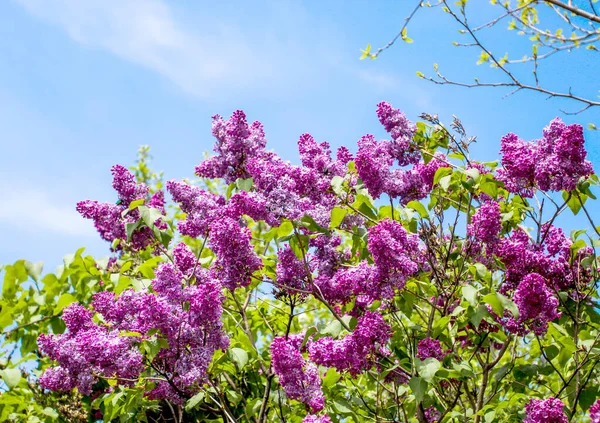 色とりどりのライラックの花と花 春の花 植物園 — ストック写真