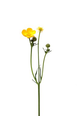 Düğünçiçekleri arka planda makro.