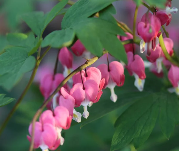 Virágzó Rózsaszín Szív Diktálja Nyári Kertben — Stock Fotó