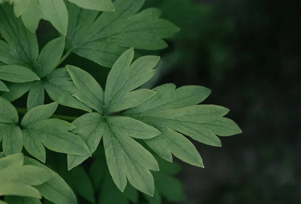 暗緑色の葉に墨色の背景 — ストック写真