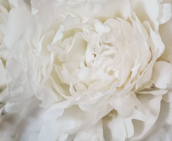 白い牡丹の花の背景のクローズアップ — ストック写真