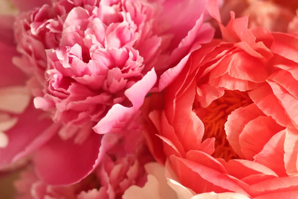 ベックグラウンド美しい明るいピンクの牡丹の花を閉じます — ストック写真