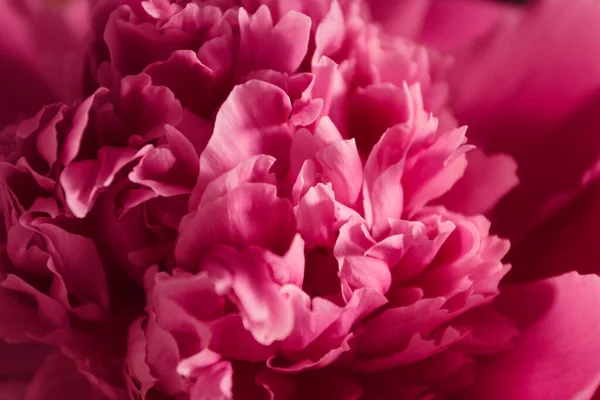 Beckground Beautiful Bright Pink Peonie Flower Close — Stock Photo, Image
