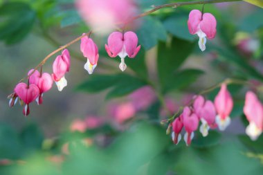 Yaz bahçesinde çiçek açan pembe kalp dicentesleri.