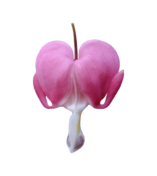 Virágzó Rózsaszín Szív Diktálja — Stock Fotó