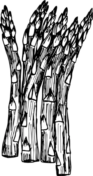 Asparagus Hand Drawn Illustration — Stock Photo, Image