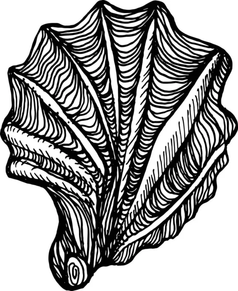 牡蛎手绘插图 — 图库照片