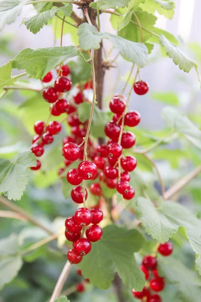 Bacche Ribes Rosso Cespuglio — Foto Stock