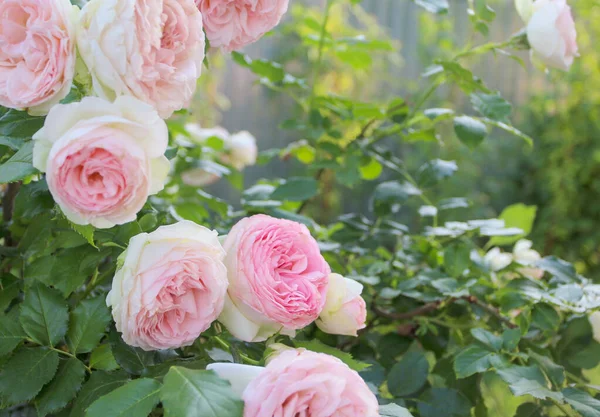 Křoví Růží Letní Zahradě Květiny Pozadí — Stock fotografie
