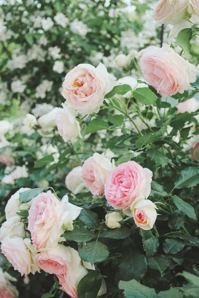 Křoví Růží Letní Zahradě Květiny Pozadí — Stock fotografie