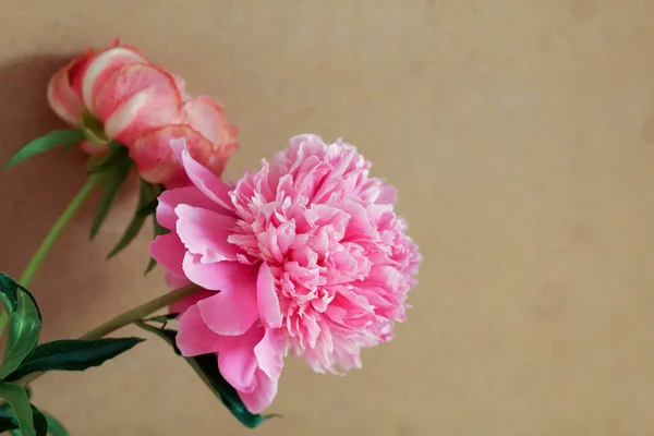 ベージュ地にピンクの牡丹 — ストック写真