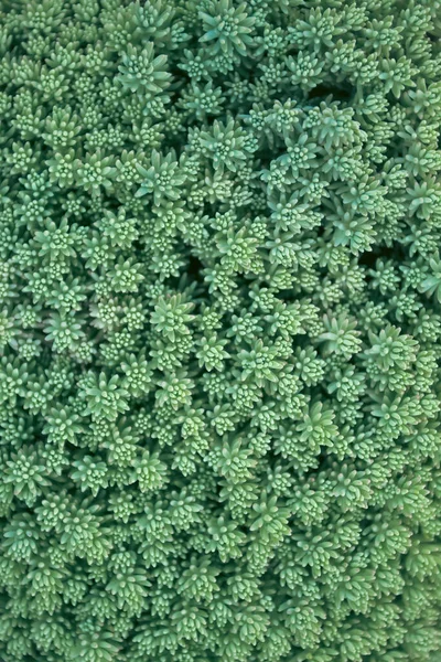セダムの自然の緑の草の背景 — ストック写真