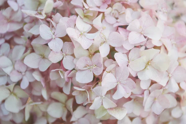 Virágos Háttér Kis Finom Rózsaszín Hortenzia Virágok — Stock Fotó