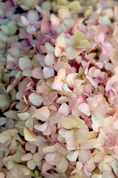 Floraler Hintergrund Mit Kleinen Zartrosa Hortensienblüten — Stockfoto