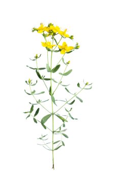 St Johns-Wort ya da hypericum çiçeklerini izole et 