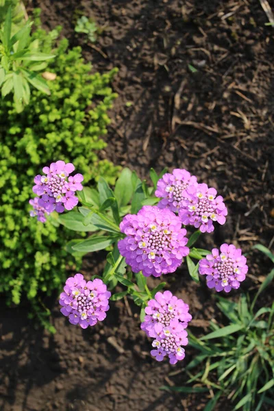 紫罗兰花或桑花在花圃中盛开 — 图库照片