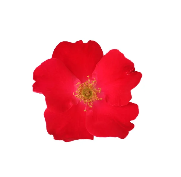 赤いバラの花が孤立しました フラットレイ トップビュー — ストック写真