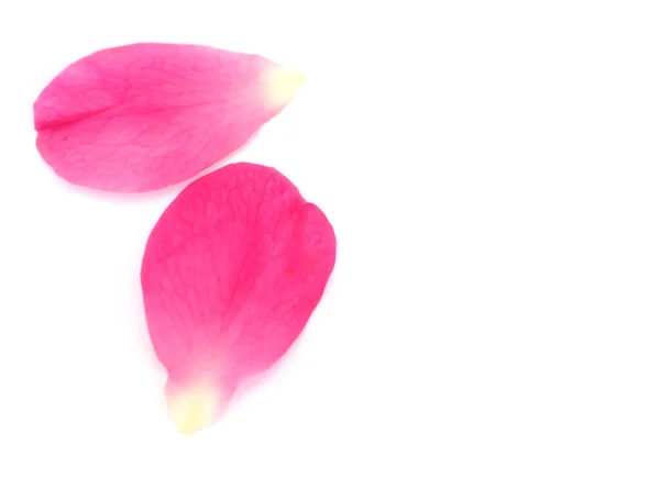 Розовые Лепестки Роз Белом Фоне — стоковое фото