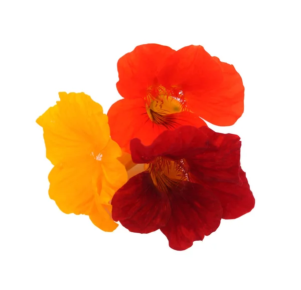 Composition Three Nasturtiums Flower Orange Red Yellow Isolated — Stock Photo, Image