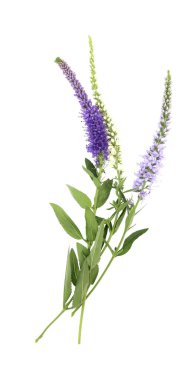 Güzel bir demet Veronica çiçeği izole edilmiş. Çingene otunun yakın plan fotoğrafı..