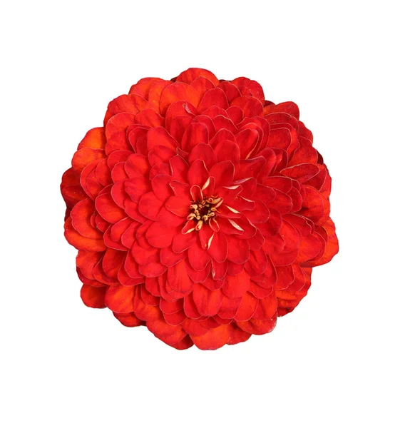 Красивый Красный Цветок Зиннии Изолированы — стоковое фото