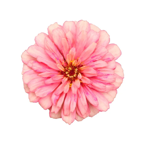 Roze Zinnia Bloem Geïsoleerd Witte Achtergrond — Stockfoto