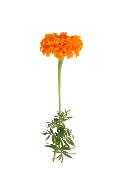 Πορτοκαλί Marigold Tagetes Λουλούδι Απομονωμένο — Φωτογραφία Αρχείου