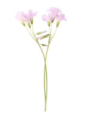 Sahte Yonca çiçeği. Oxalis triangularis izole edildi.