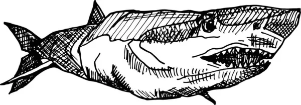 Tubarão Ilustração Desenhada Mão — Fotografia de Stock