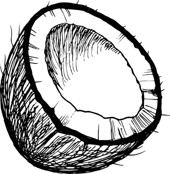 Hand Drawn Coconut Illustration — Stock Vector