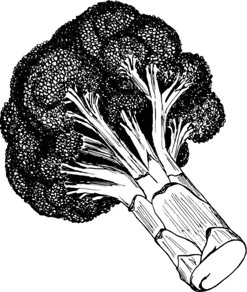 Broccoli Gedetailleerde Realistische Schets — Stockvector