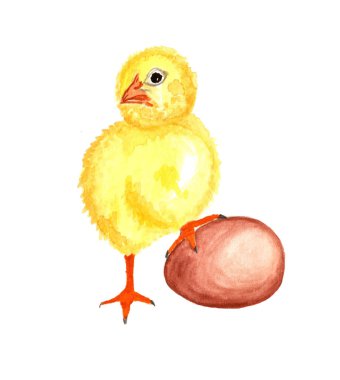 Tavuk ve yumurta suluboya el çizimi.