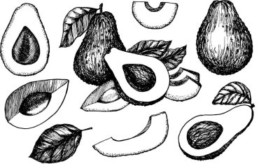 Avokado meyve seti el çizimi illüstrasyon