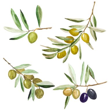 Dallarda suluboya yeşil zeytin seti. Elle boyanmış doğal tasarım.