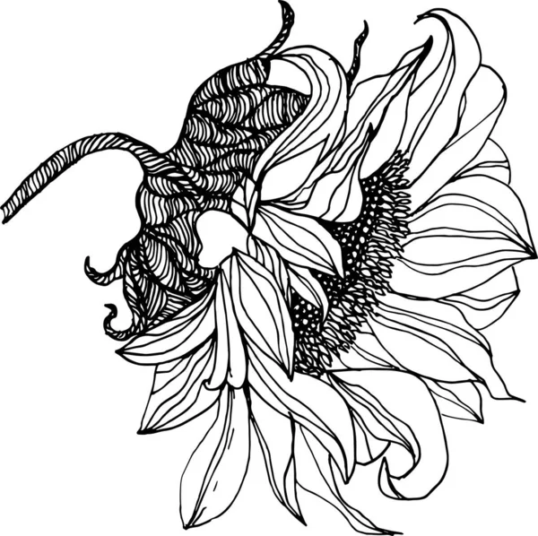 Hand drawn illustration of a sunflower