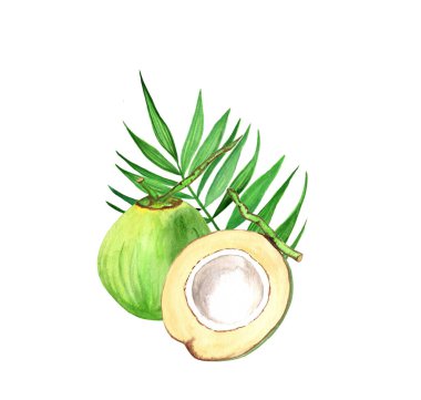 Yeşil hindistan cevizi suluboya çizimi. Suluboya resim.