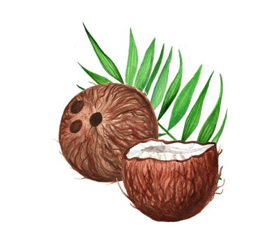 Suluboya kesim ve tüm hindistan cevizi, izole el çizimi çizimi. Tasarım elementi. 